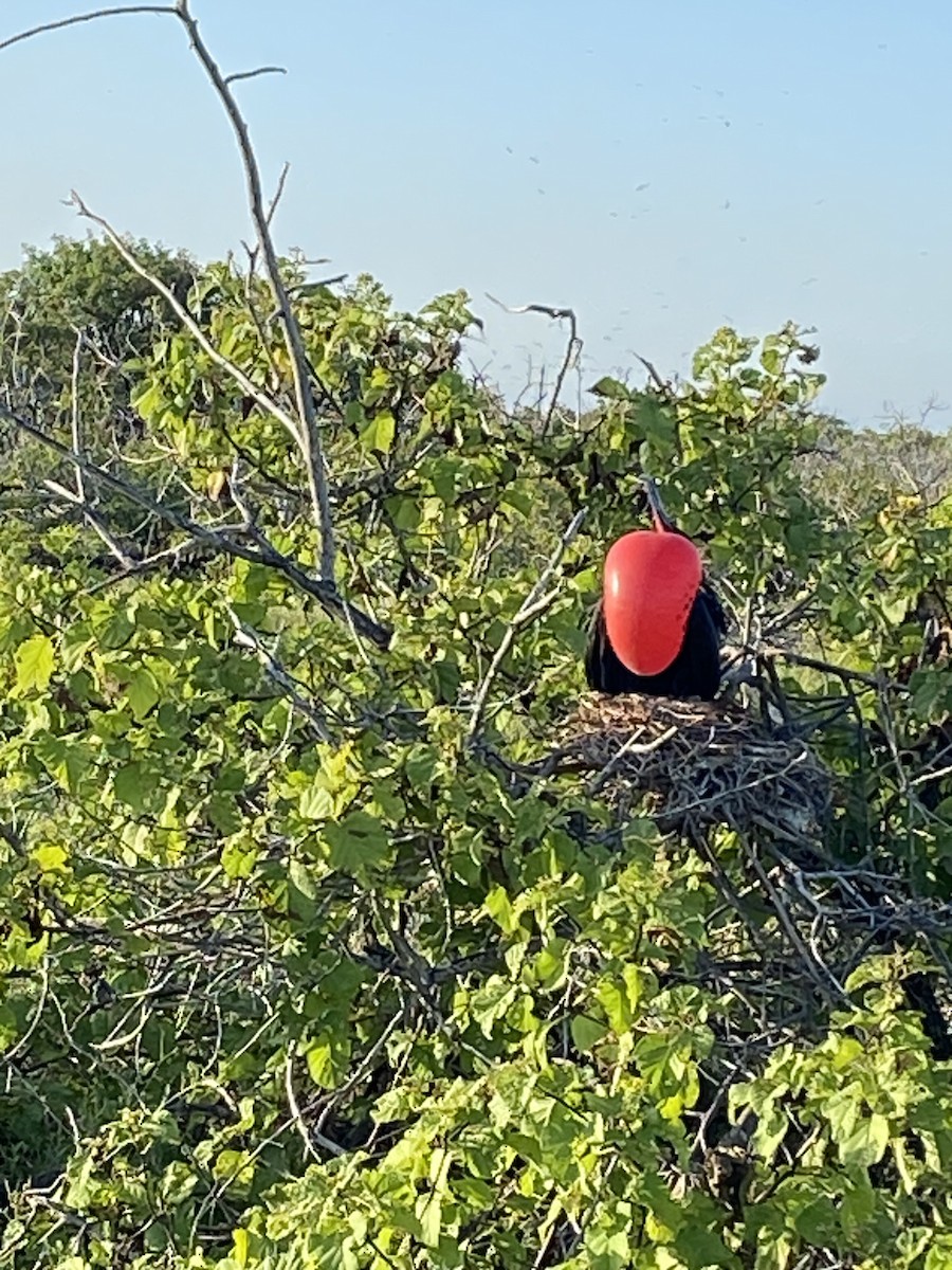 Great Frigatebird - ML624234935