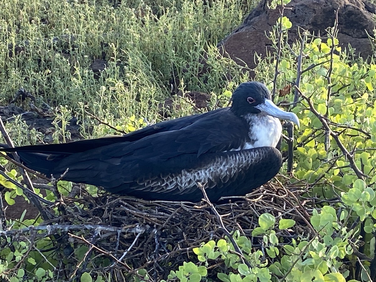 Great Frigatebird - ML624234936