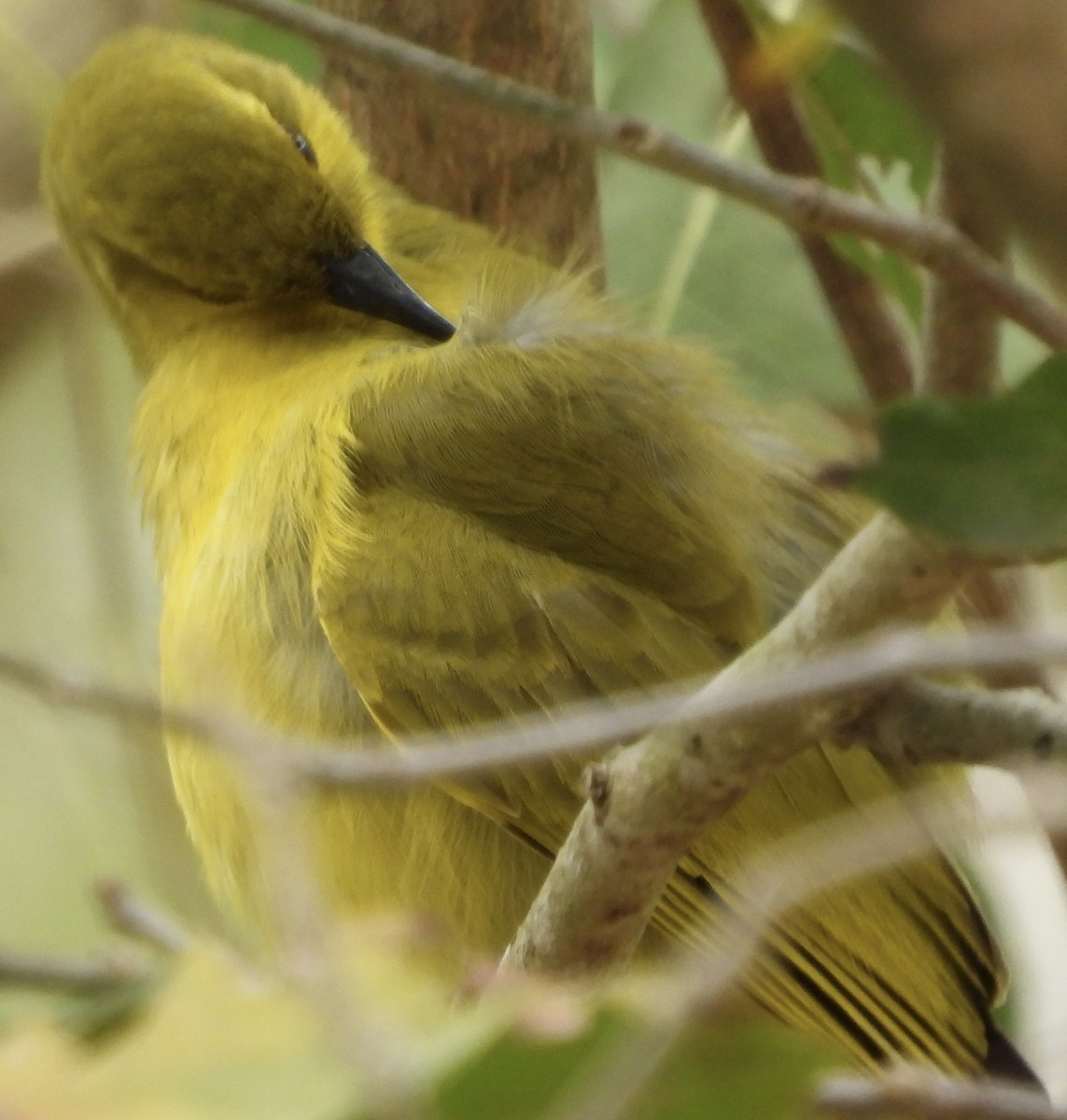 Yellow Honeyeater - ML624234943