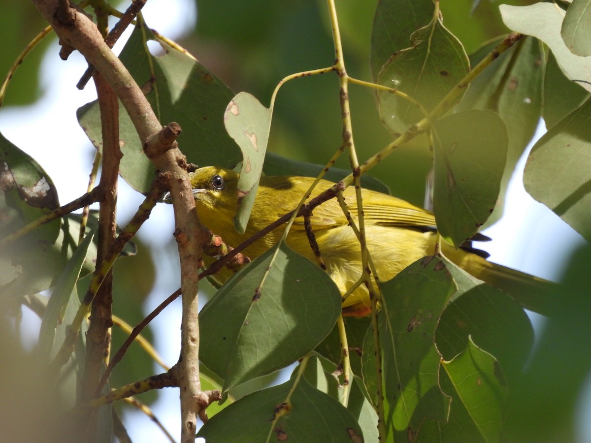 Yellow Honeyeater - ML624234971