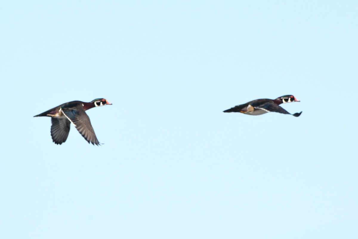 Wood Duck - Wendy Skirrow