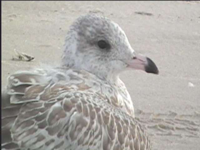 Ring-billed Gull - ML624234995