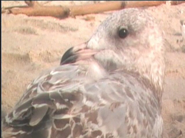 Ring-billed Gull - Greg Page