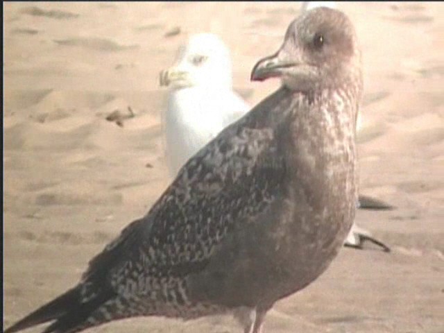 Herring Gull (American) - ML624235000