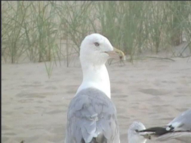 Herring Gull (American) - ML624235001