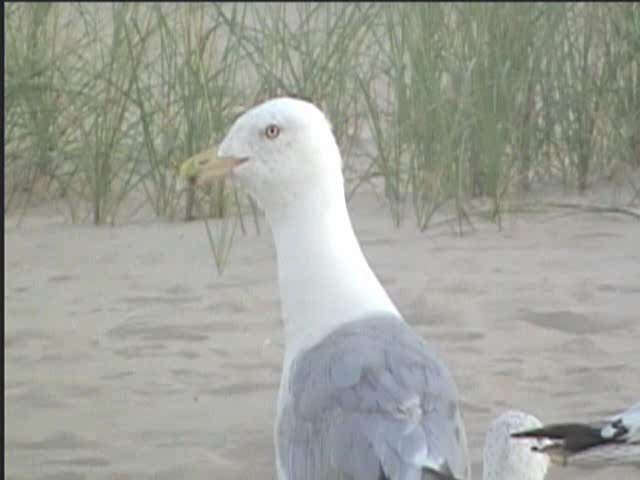 Herring Gull (American) - ML624235002