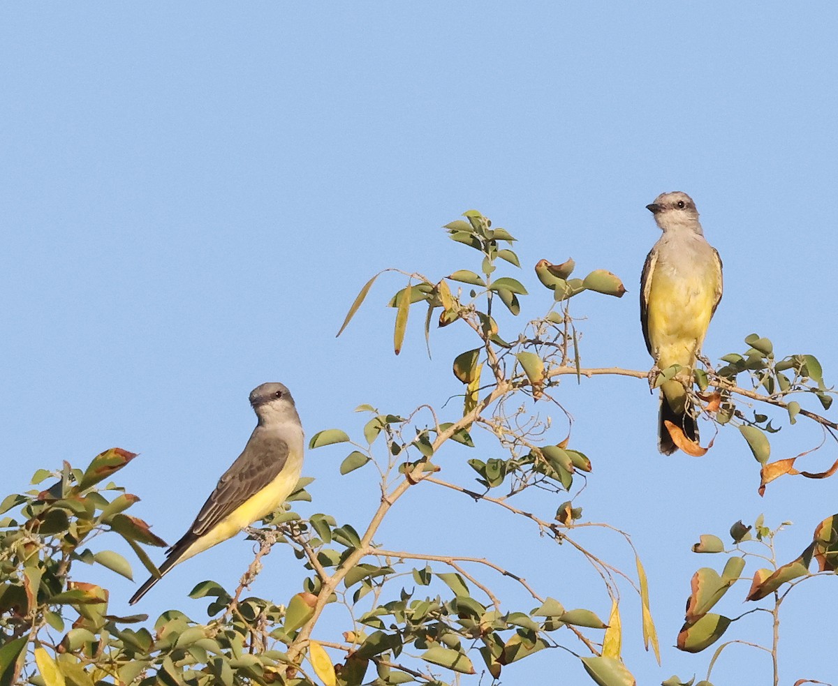 Western Kingbird - Dale Clark