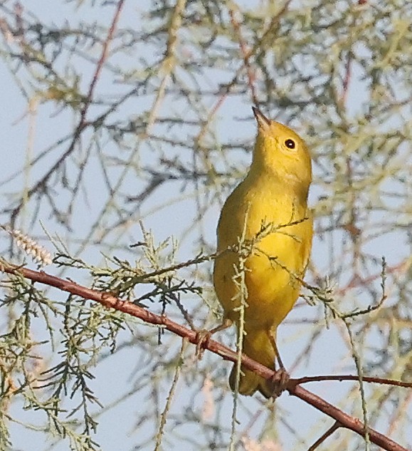 Yellow Warbler - ML624235080