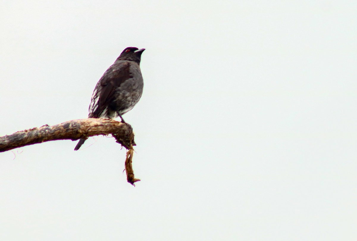 Red-crested Cotinga - ML624235083