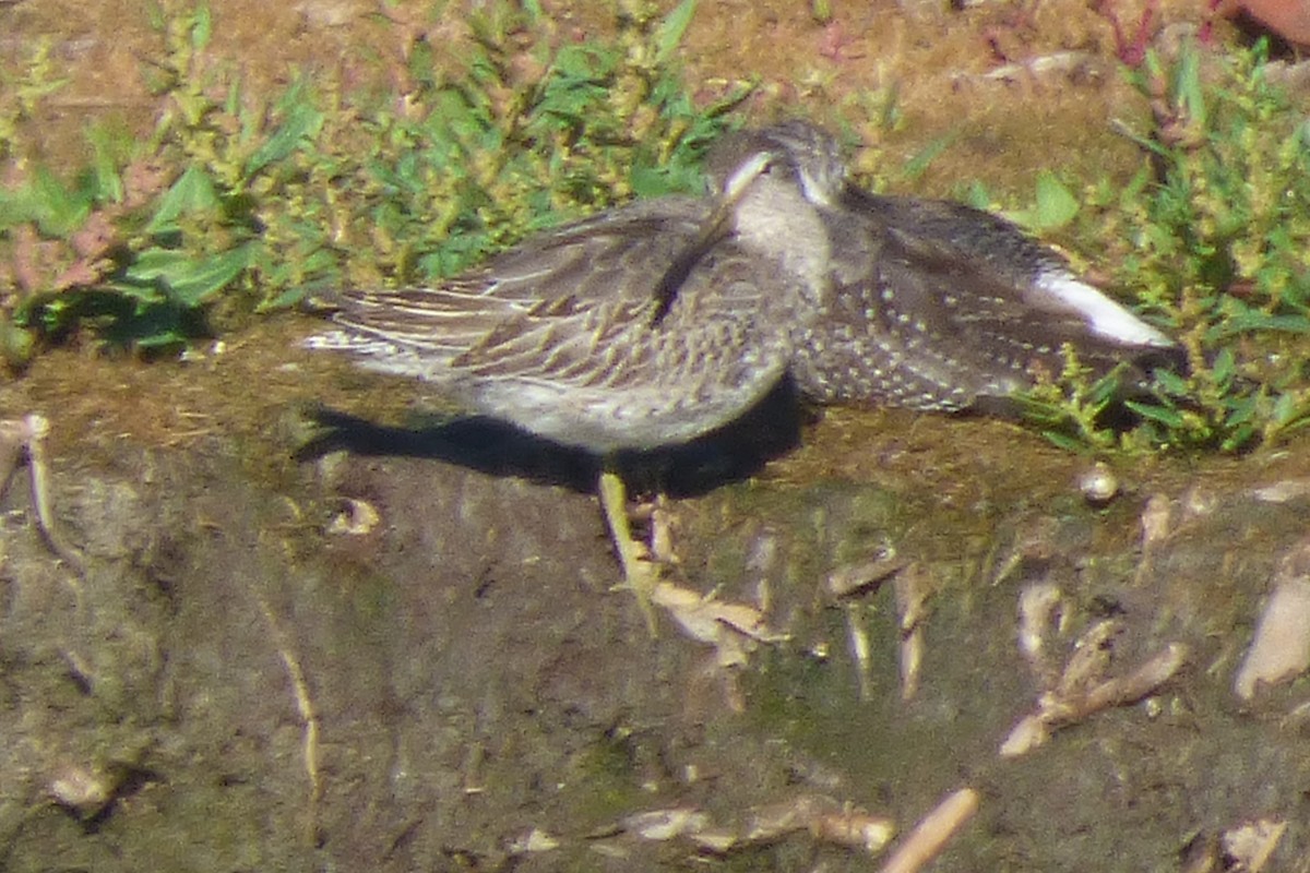 Long-billed Dowitcher - ML624235094