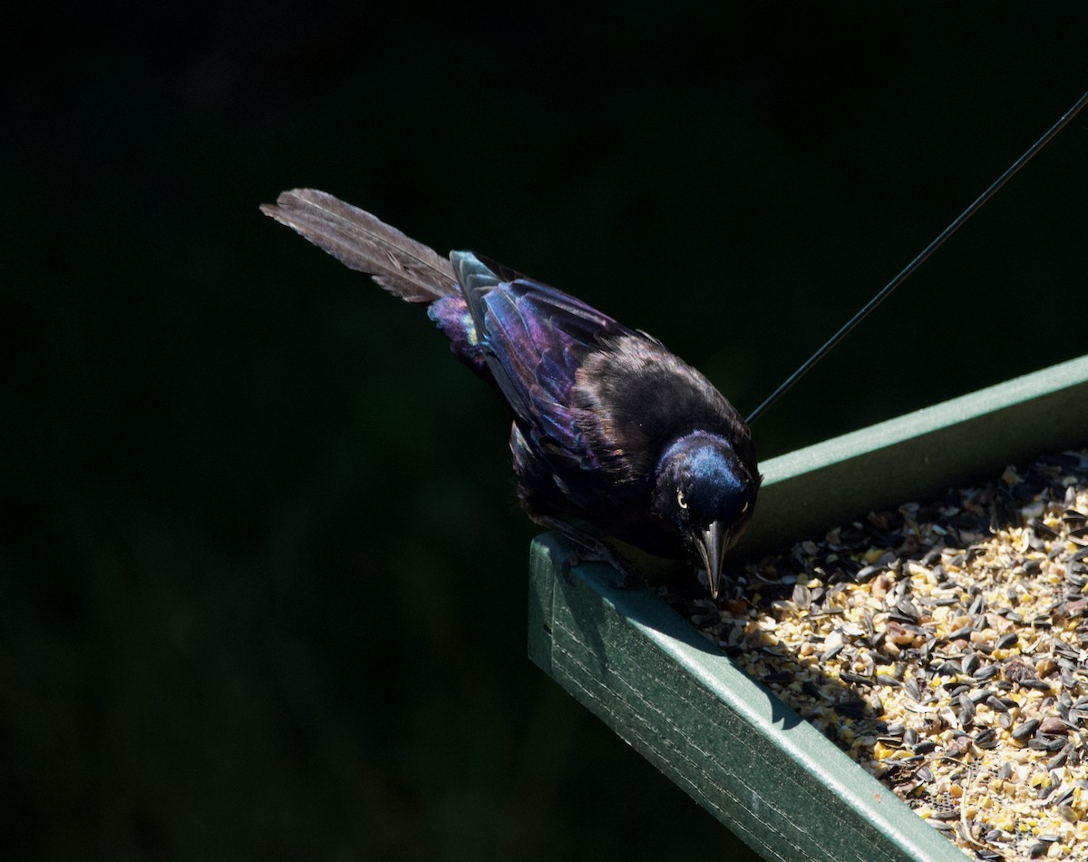 Common Grackle - Robert King