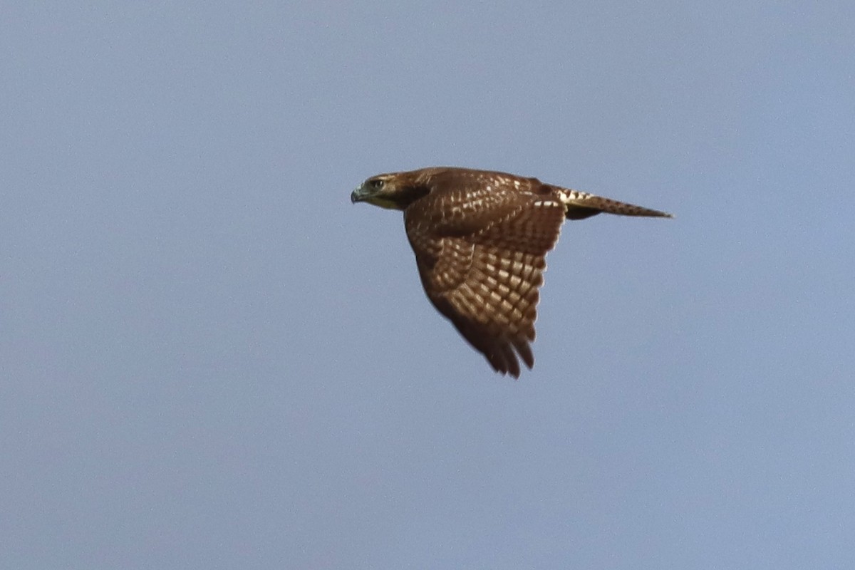 Red-tailed Hawk - ML624235151