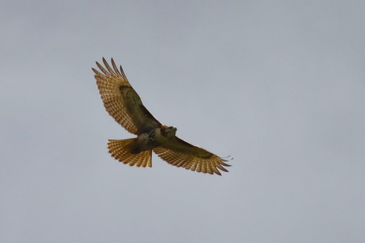 Red-tailed Hawk - ML624235154