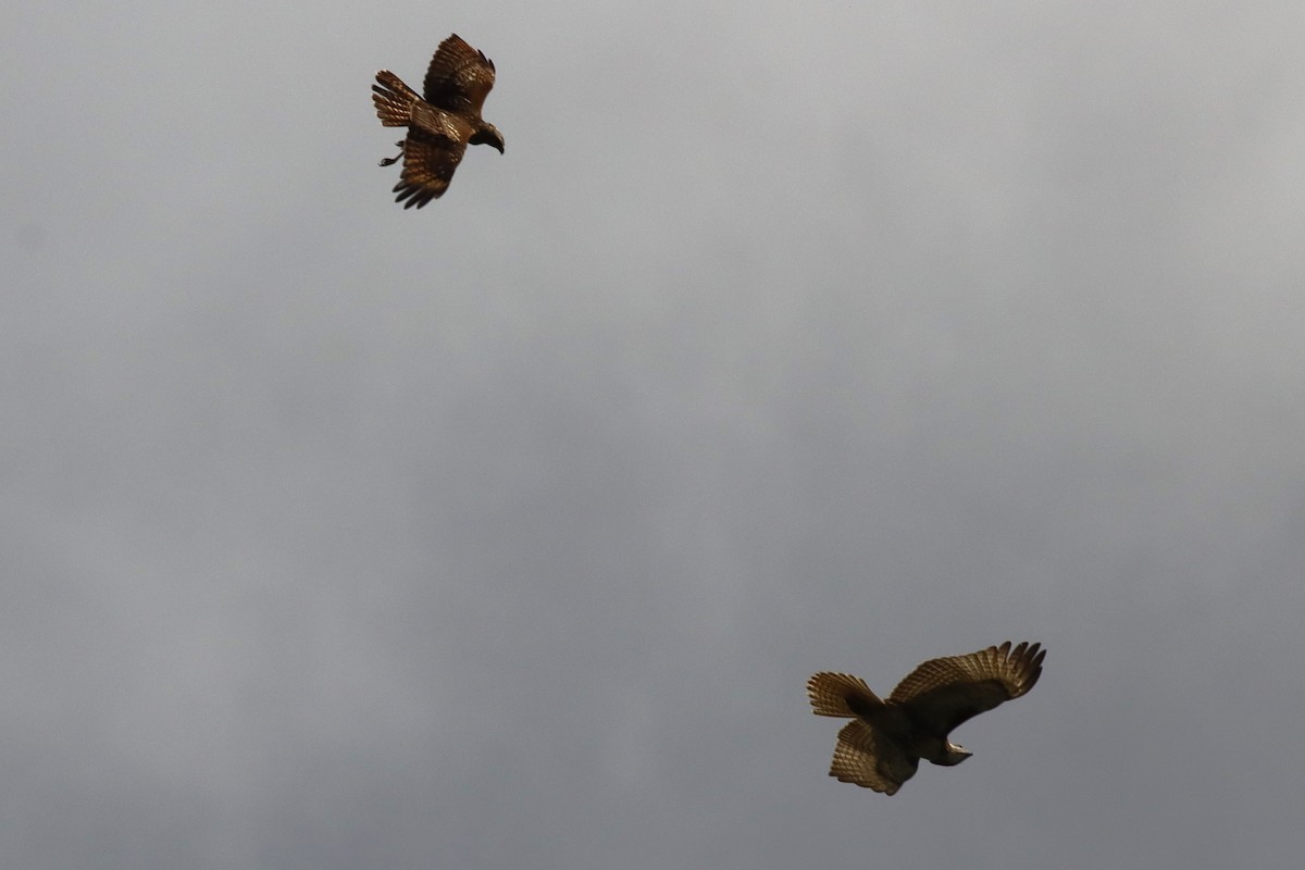 Red-tailed Hawk - ML624235155