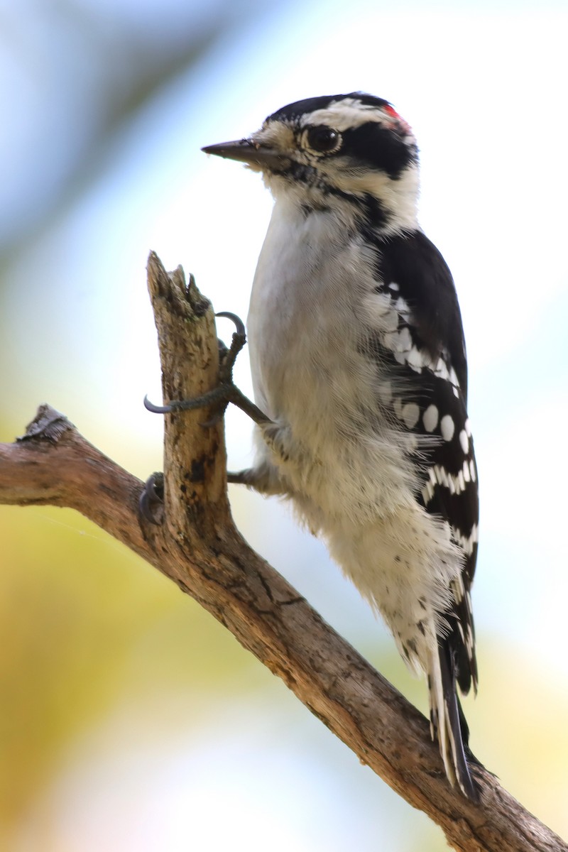 Downy Woodpecker - ML624235160