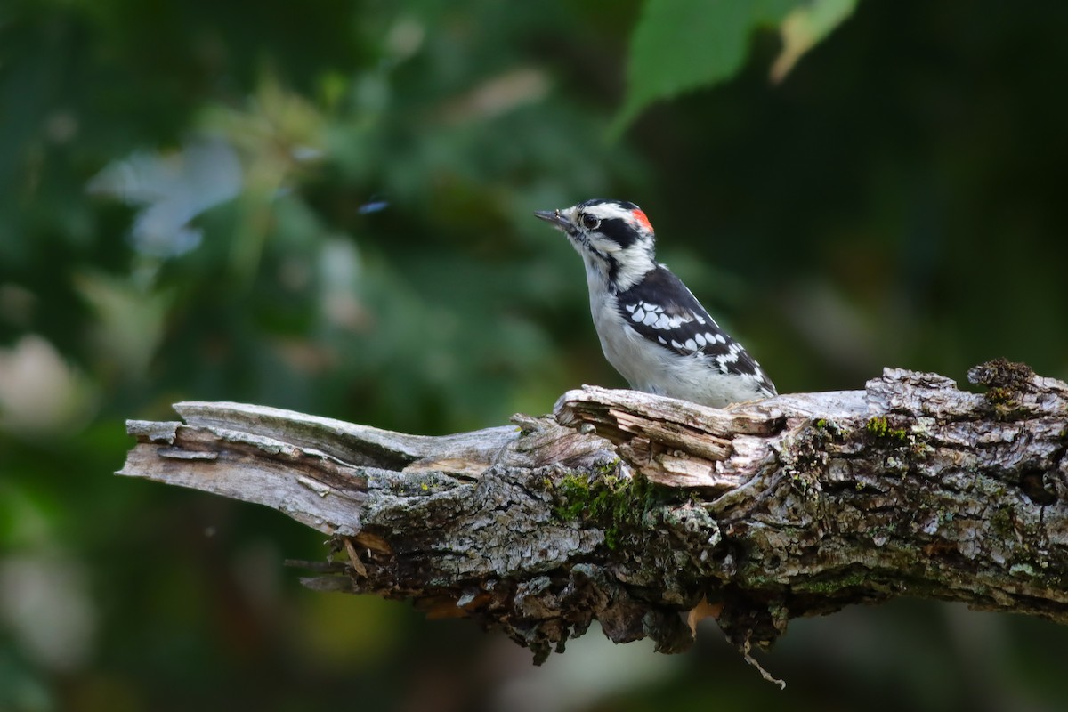 Downy Woodpecker - ML624235161