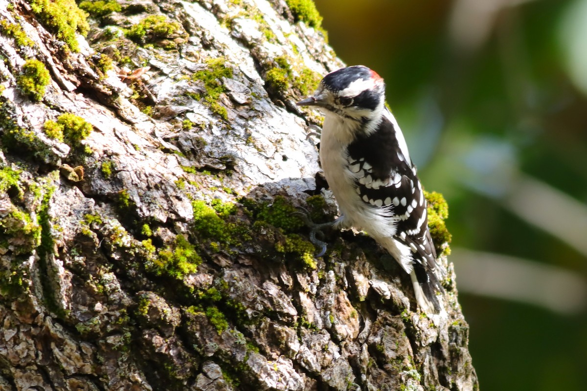 Downy Woodpecker - ML624235162
