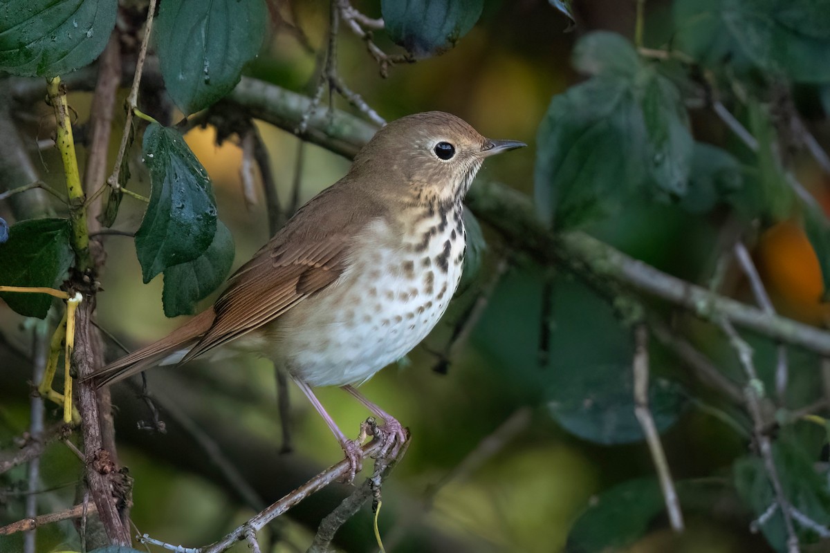 Hermit Thrush - ML624235176