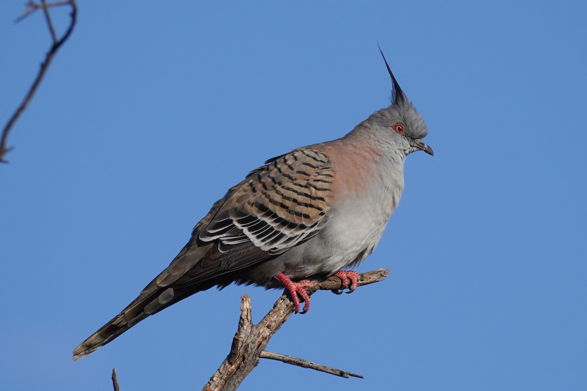 Crested Pigeon - ML624235177