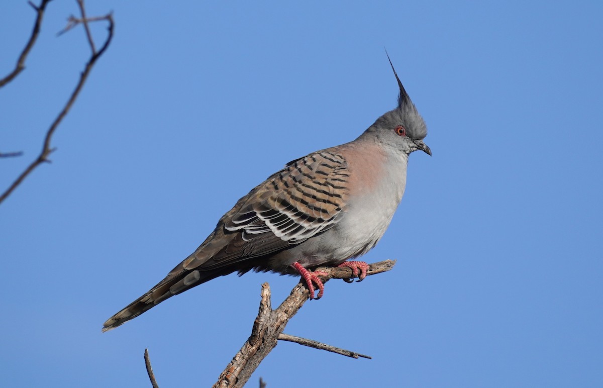 Crested Pigeon - ML624235178