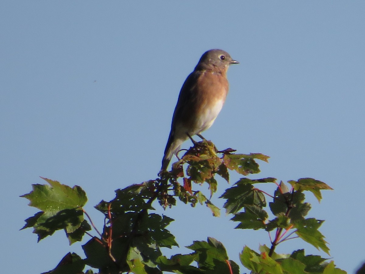 Eastern Bluebird - ML624235185