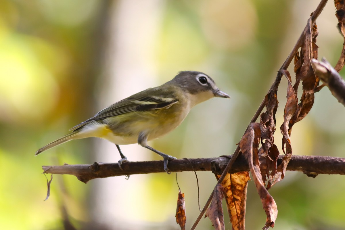Blue-headed Vireo - ML624235187