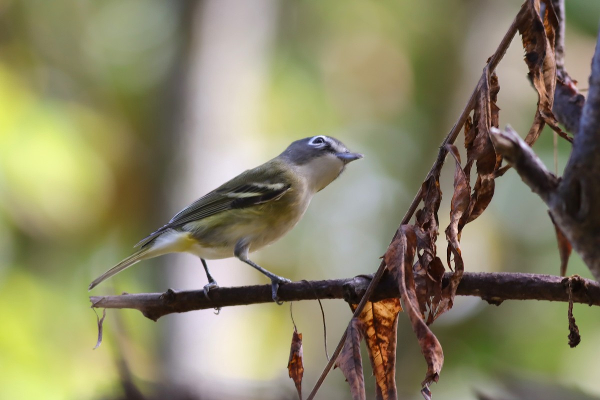 Blue-headed Vireo - ML624235188
