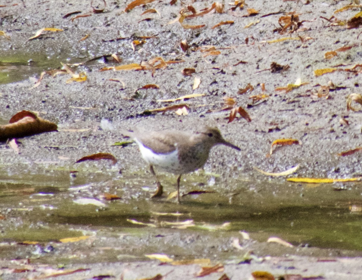 Chevalier grivelé - ML624235201