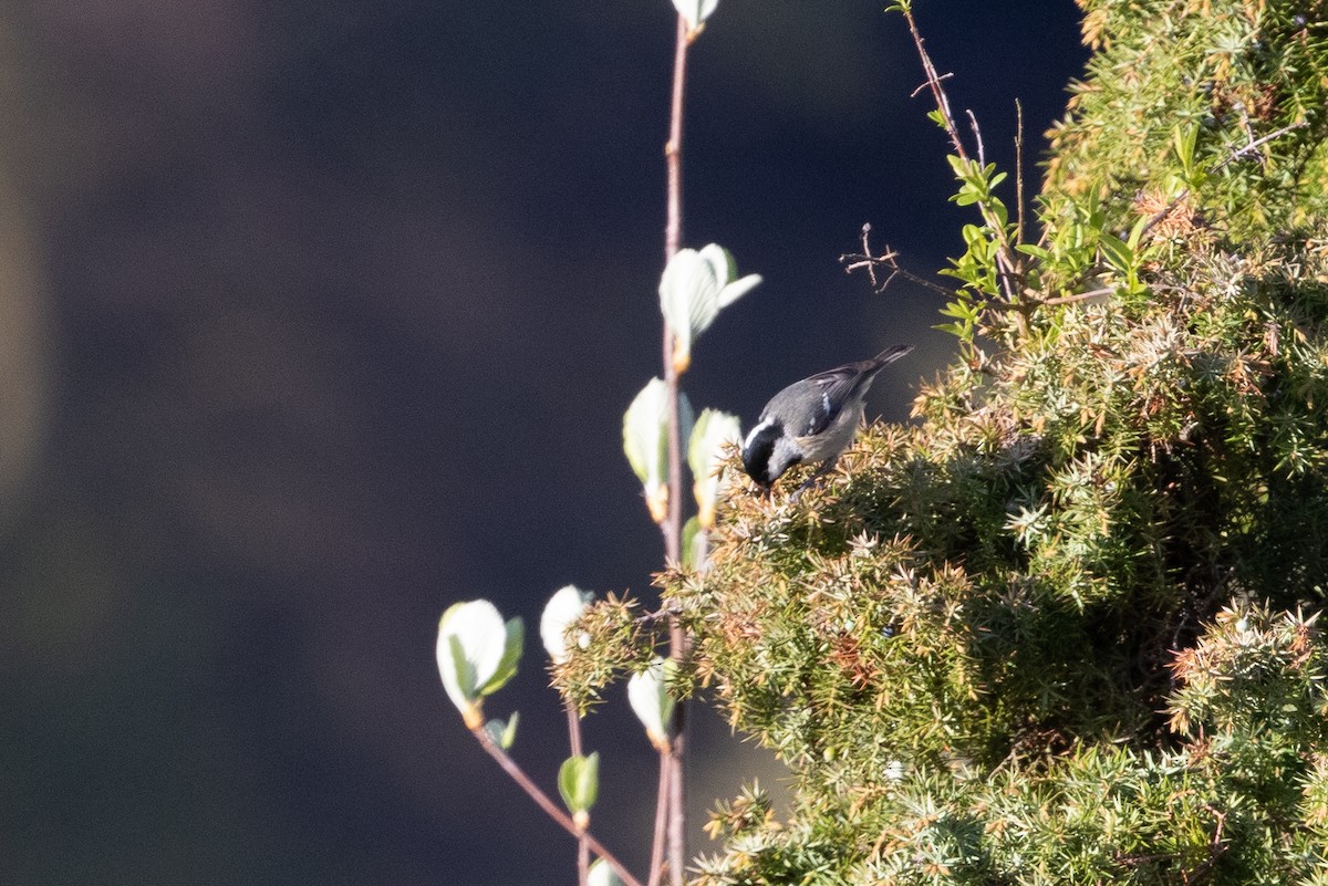 Coal Tit - Cory Gregory