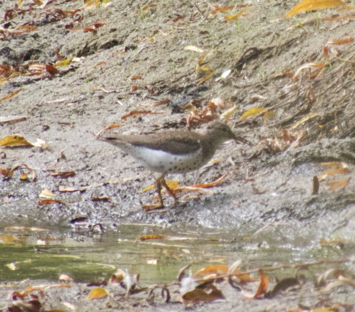 Chevalier grivelé - ML624235205