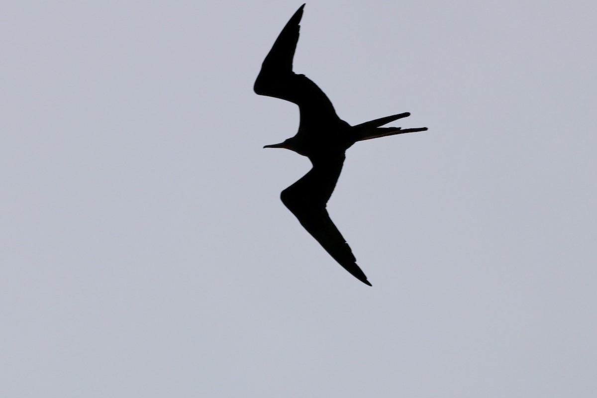 Magnificent Frigatebird - ML624235208