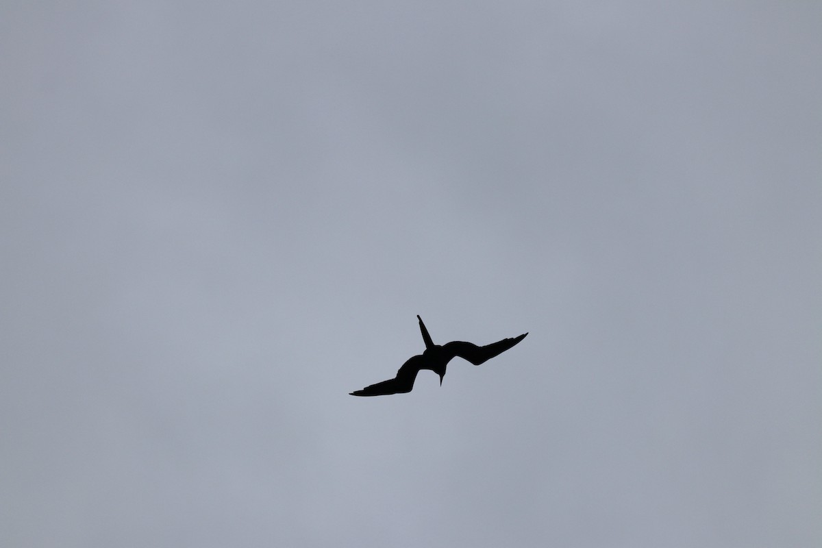 Magnificent Frigatebird - ML624235209