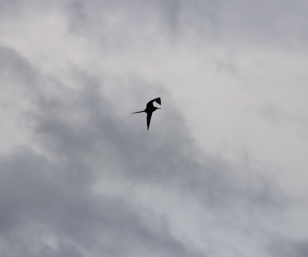 Magnificent Frigatebird - ML624235210