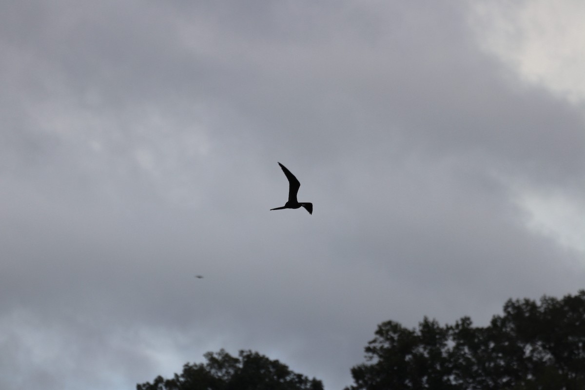 Magnificent Frigatebird - ML624235211