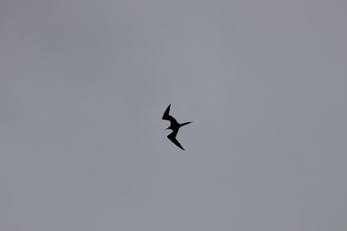 Magnificent Frigatebird - ML624235212