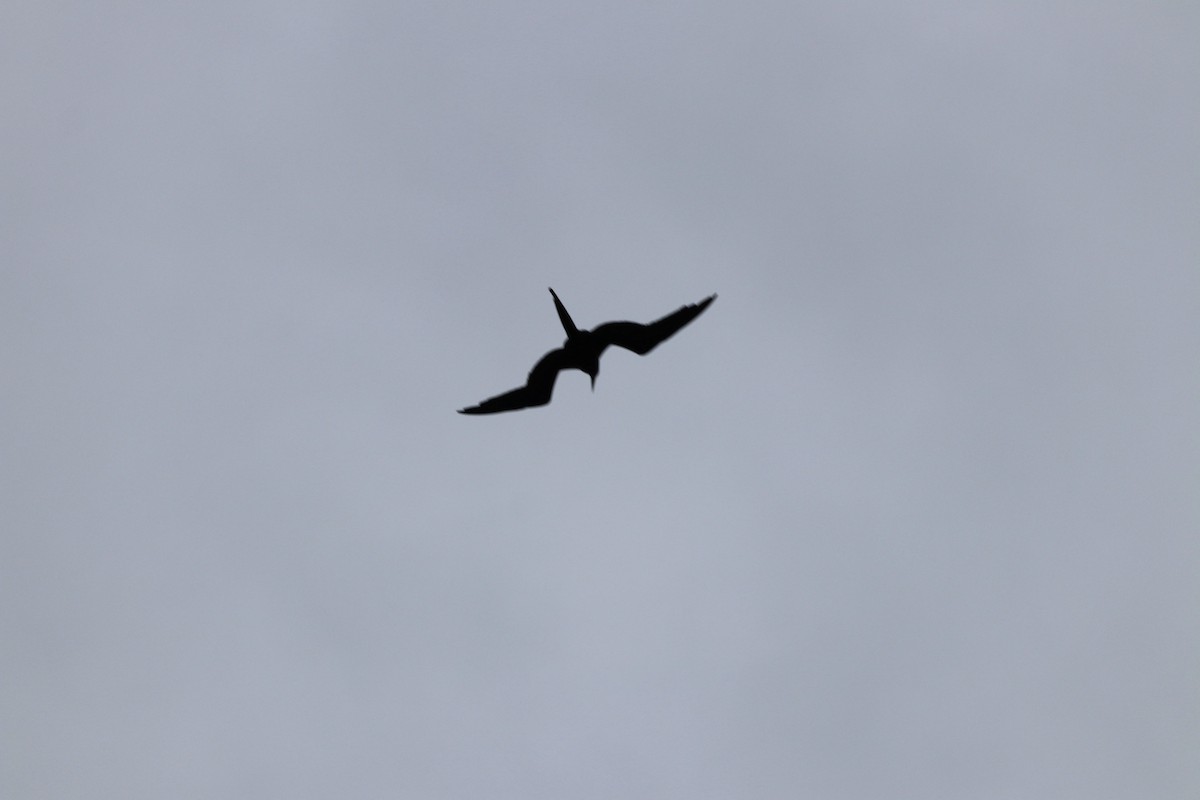 Magnificent Frigatebird - ML624235213