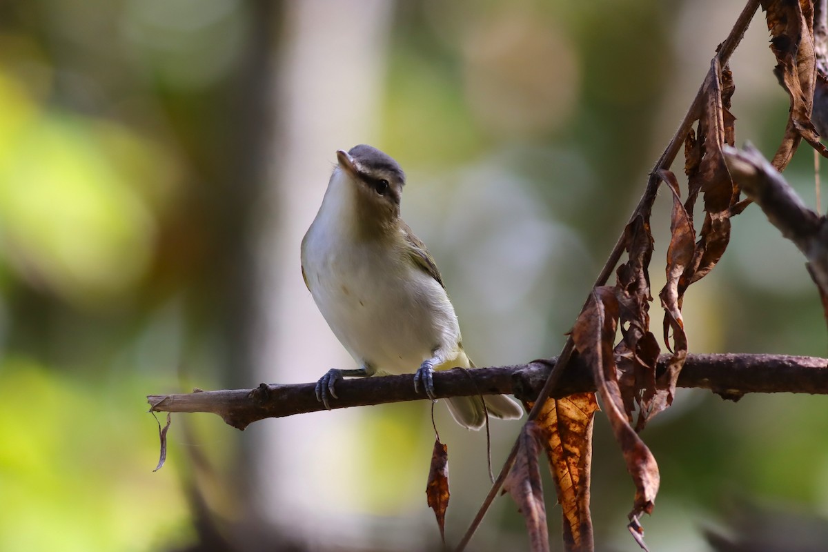 Red-eyed Vireo - ML624235217