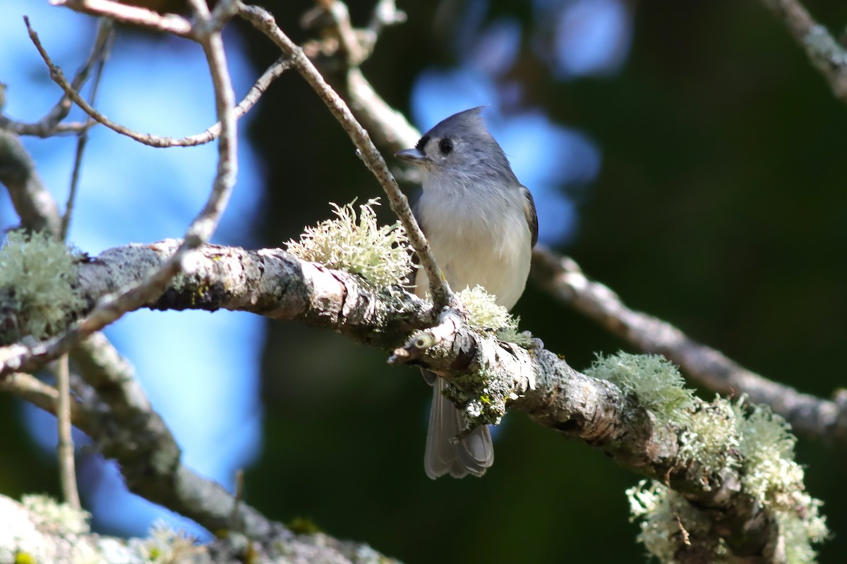 Tufted Titmouse - ML624235235