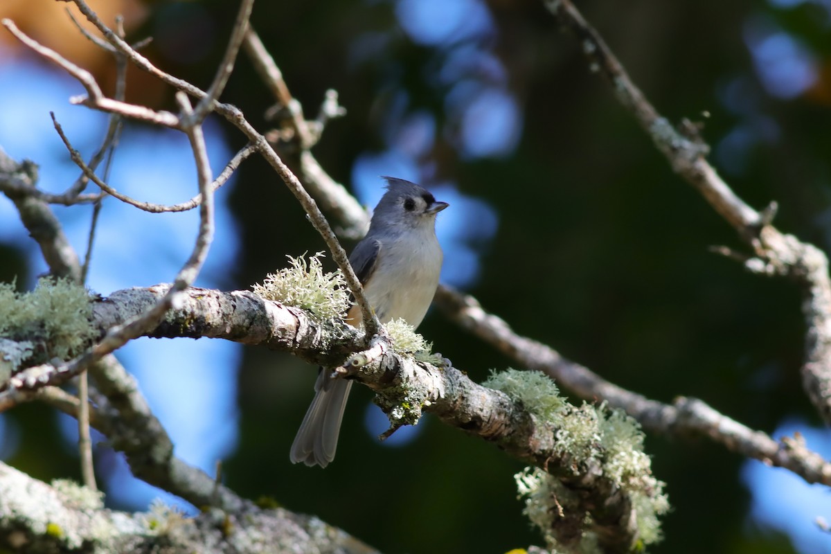 Tufted Titmouse - ML624235236