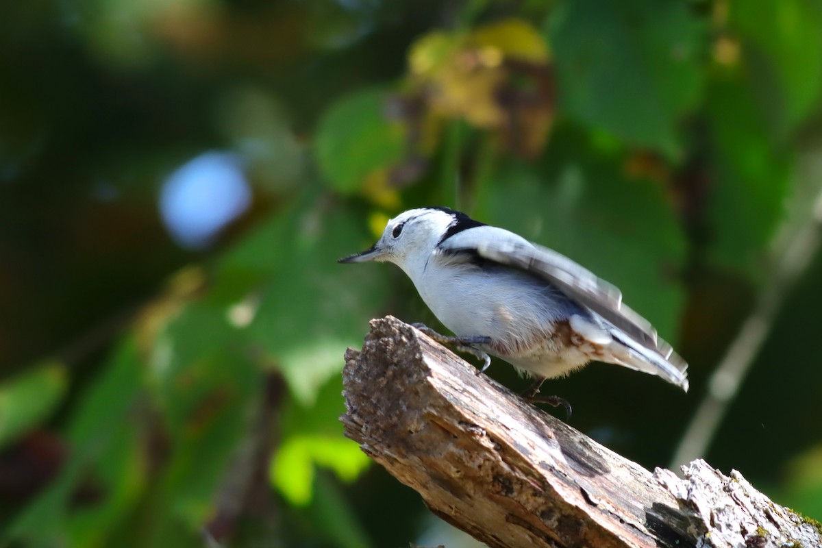 White-breasted Nuthatch - ML624235246