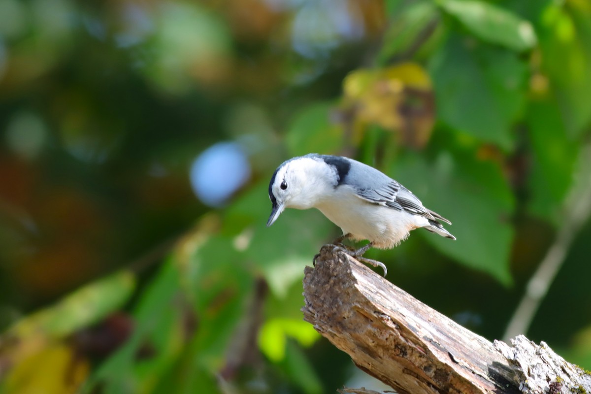 White-breasted Nuthatch - ML624235247
