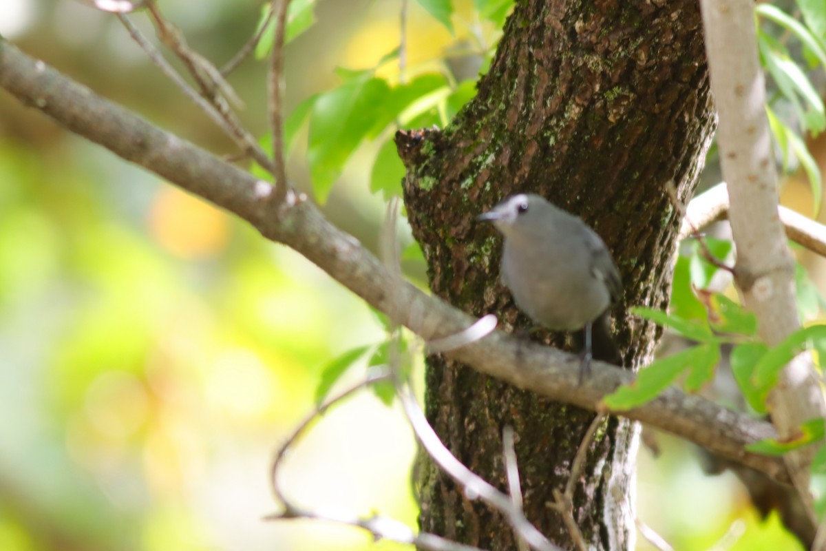 Gray Catbird - ML624235253