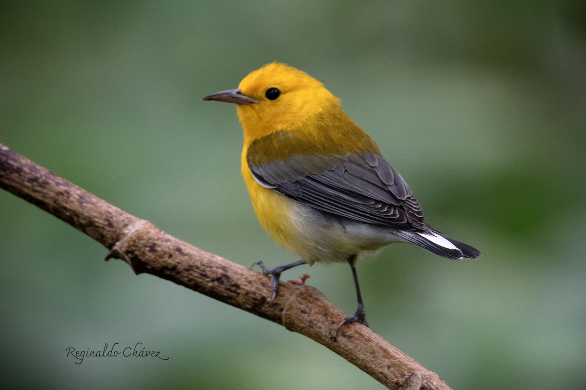 Prothonotary Warbler - ML624235254