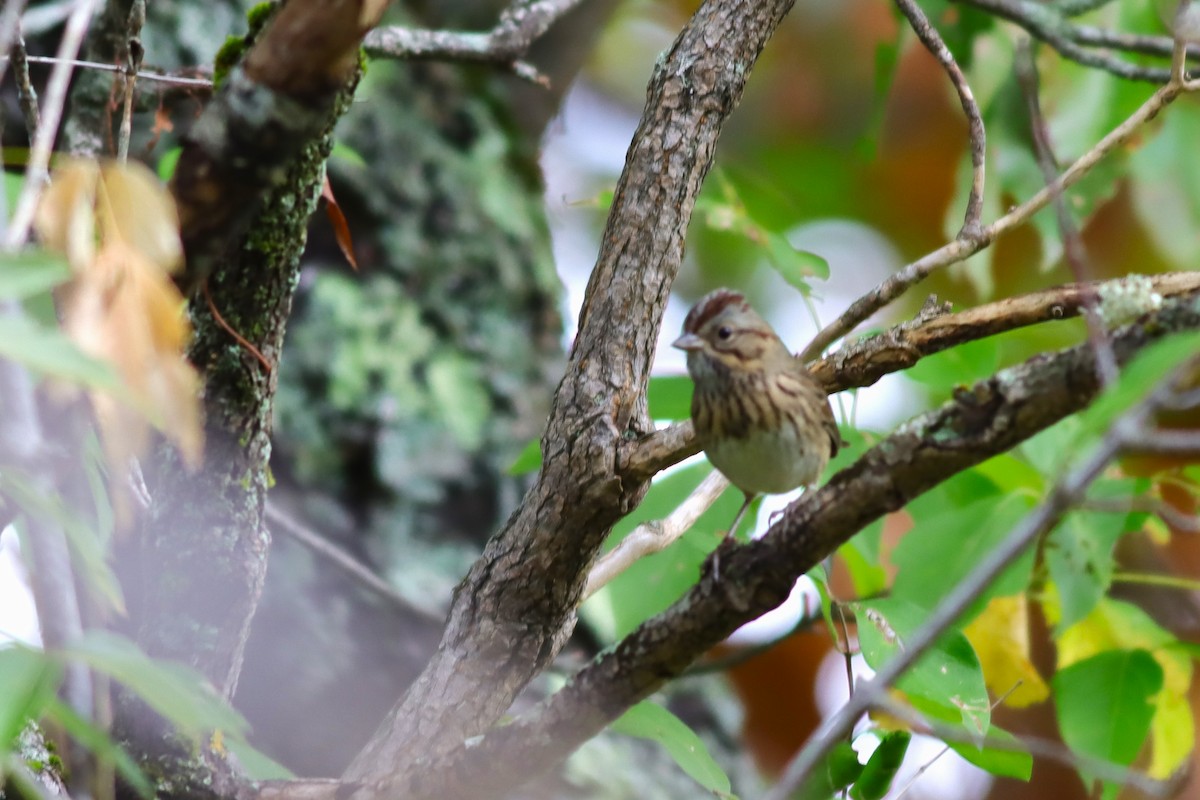 Lincoln's Sparrow - ML624235263
