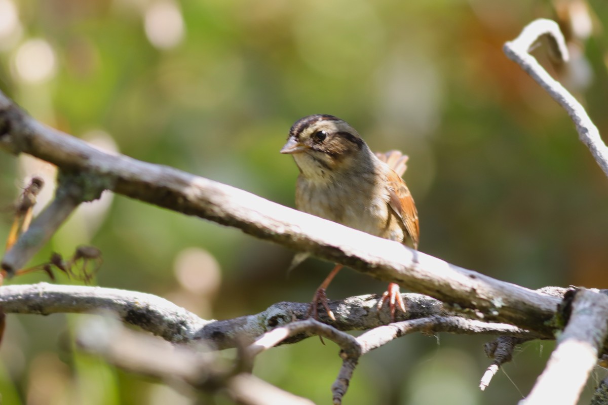Swamp Sparrow - ML624235278