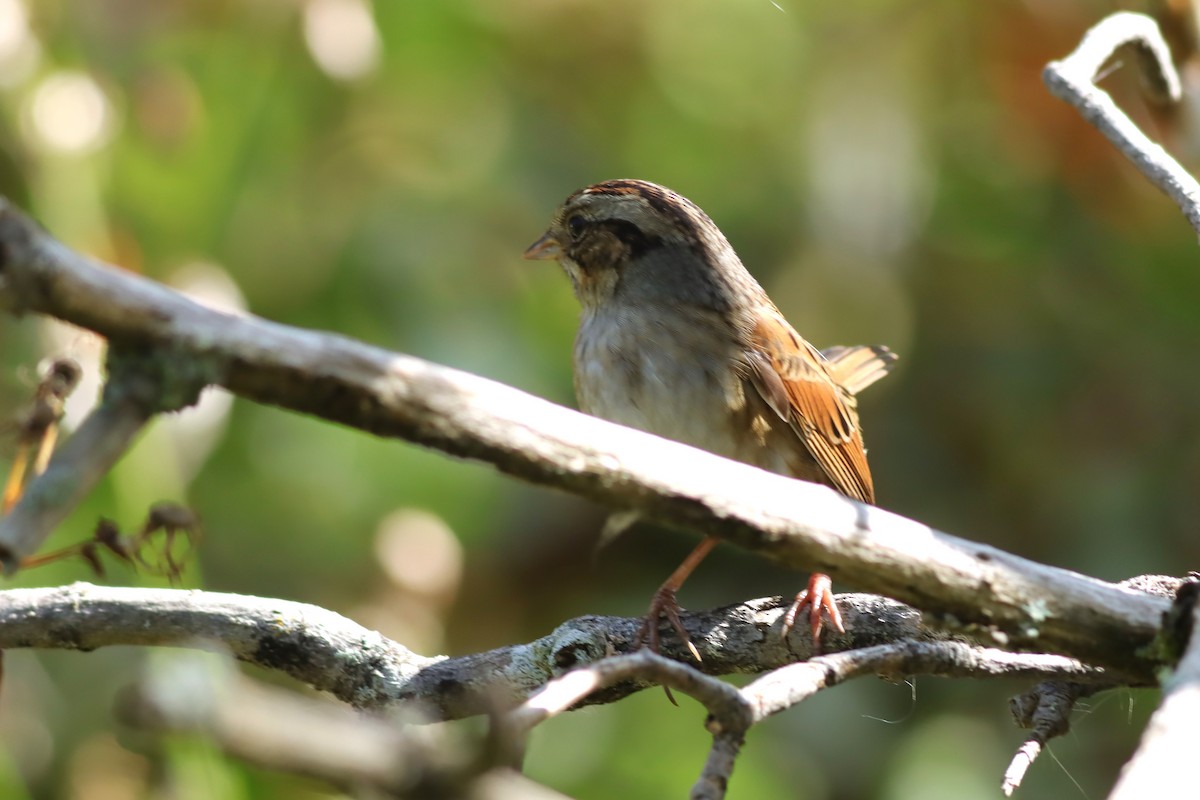 Swamp Sparrow - ML624235279