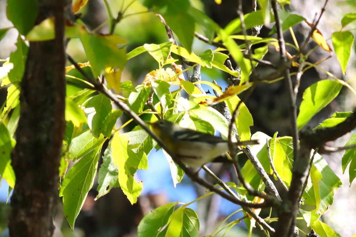 Northern Parula - ML624235284