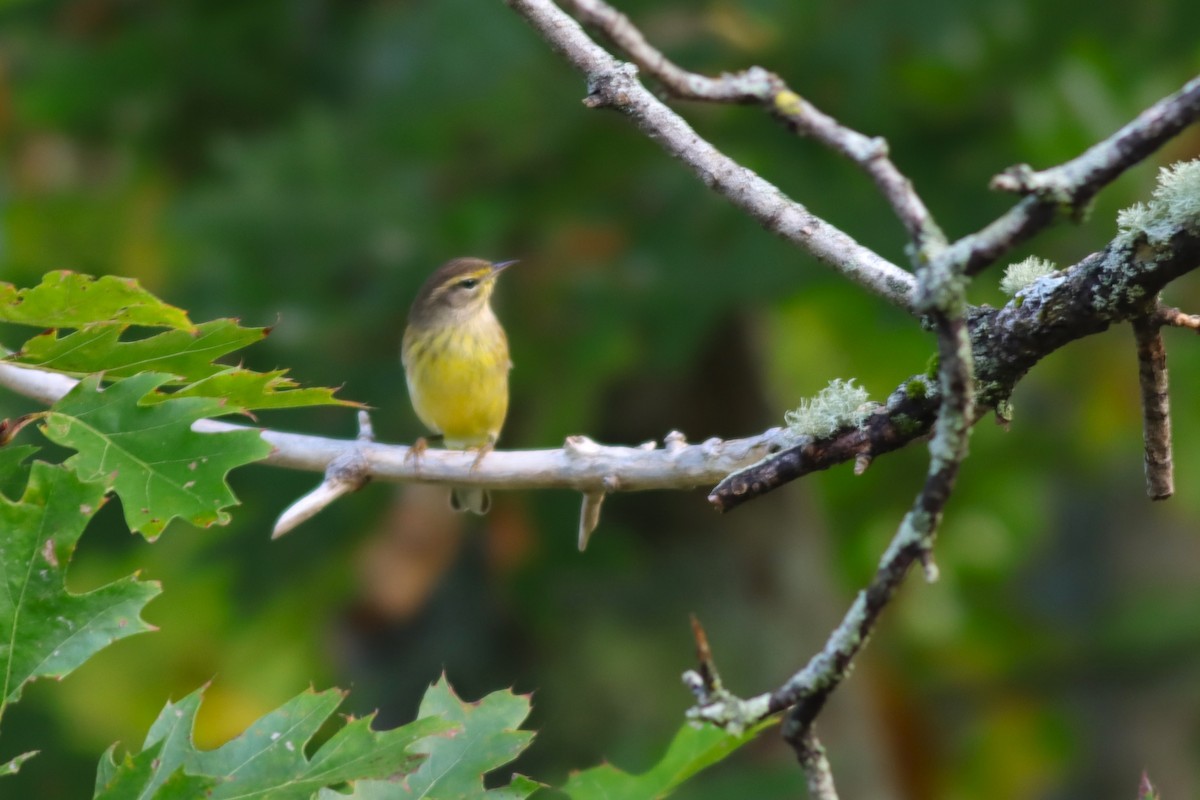 Palm Warbler (Yellow) - ML624235292