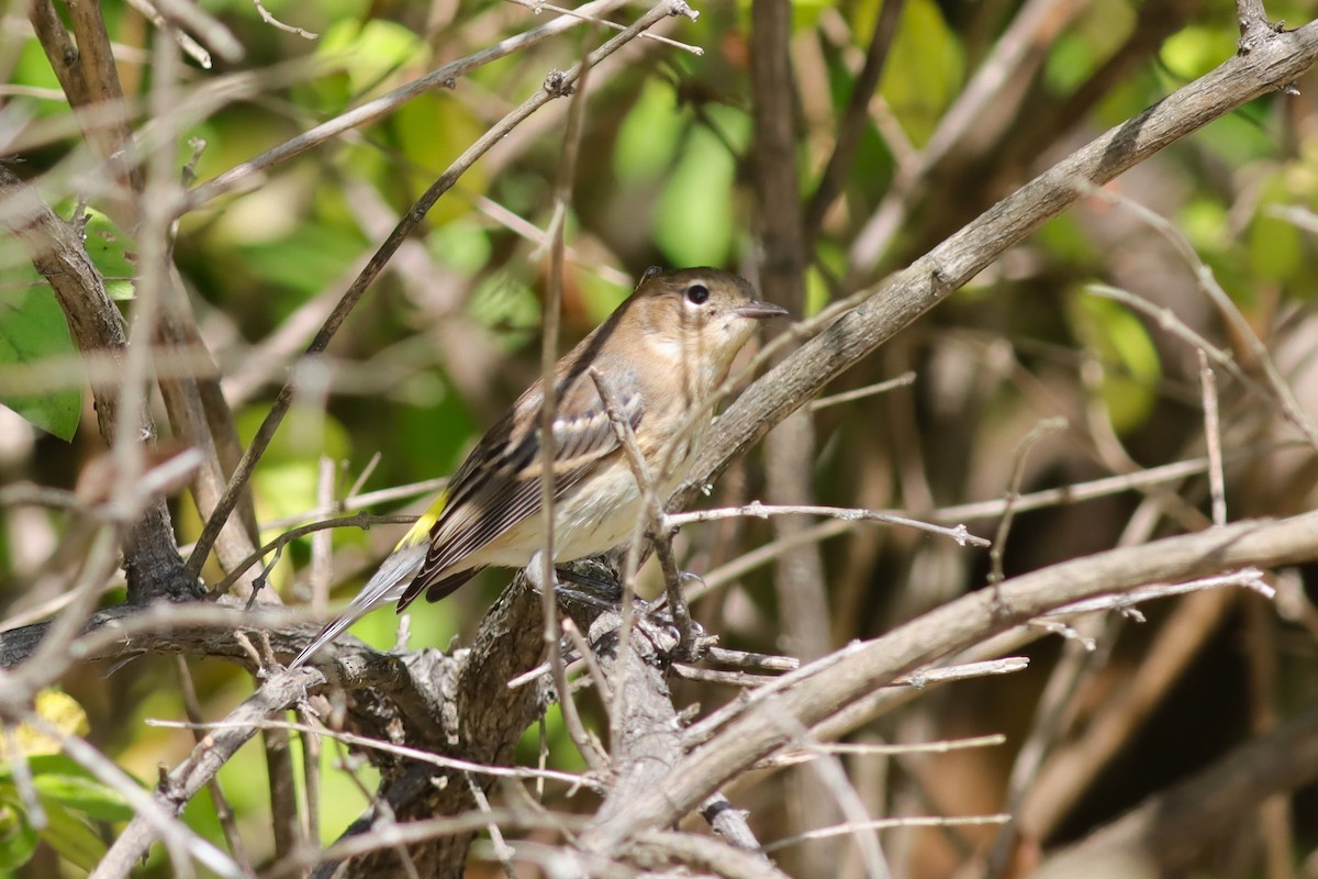 Yellow-rumped Warbler - ML624235295