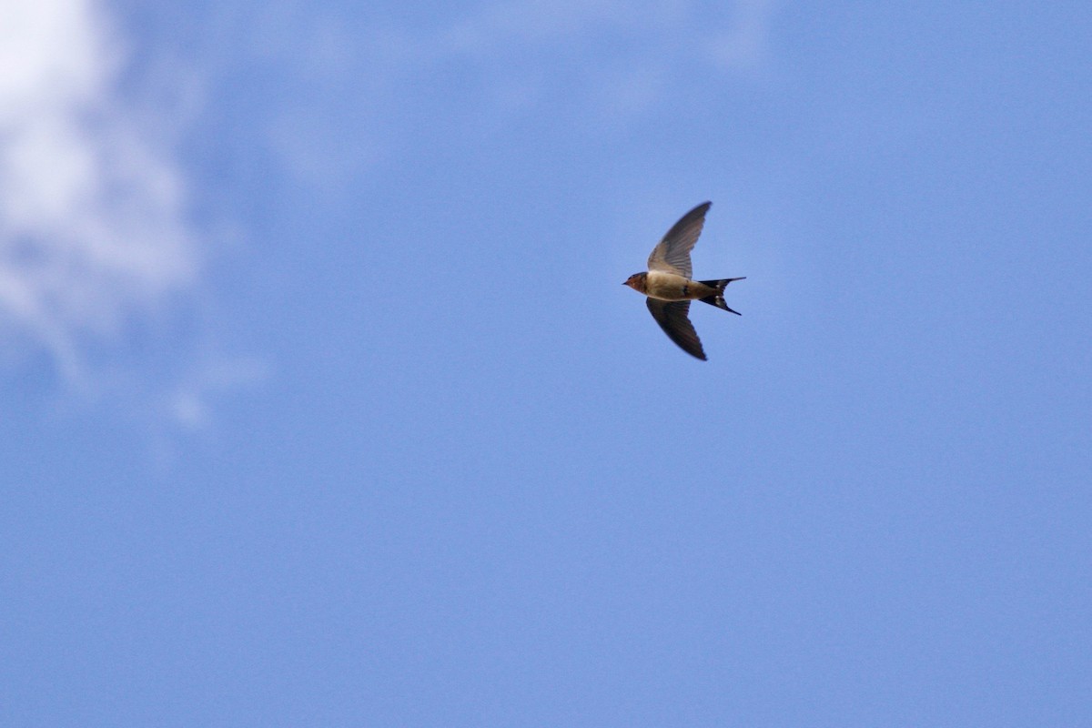 Barn Swallow - ML624235322